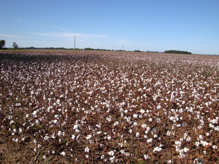7 Baumwollfelder beherrschen noch immer das Mississippi Delta 768x576 1