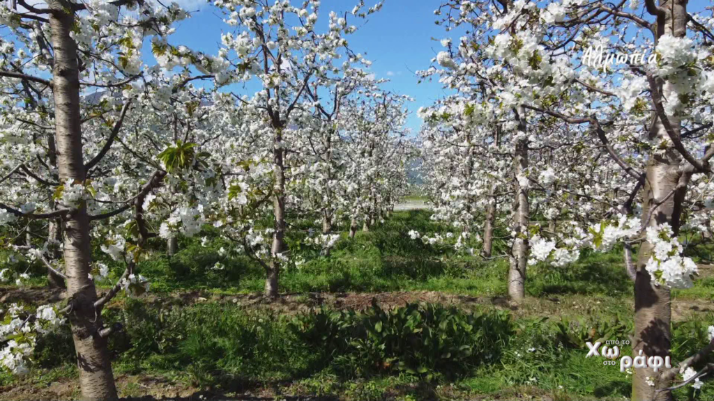 vlcsnap 2024 11 18 12h10m26s285 1024x576 1