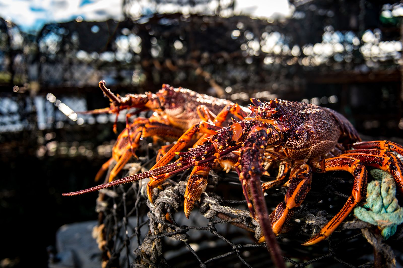 Viasat EXPLORE Aussie Lobster Hunters LOBSTERS ON POT 20190721 6133 1