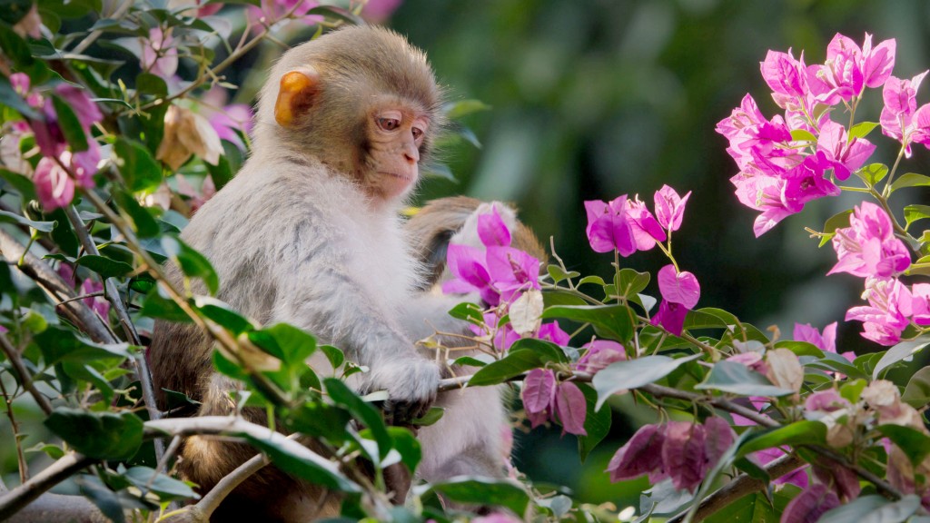 Viasat NATURE China Natures Ancient Kingdom 03 010 1