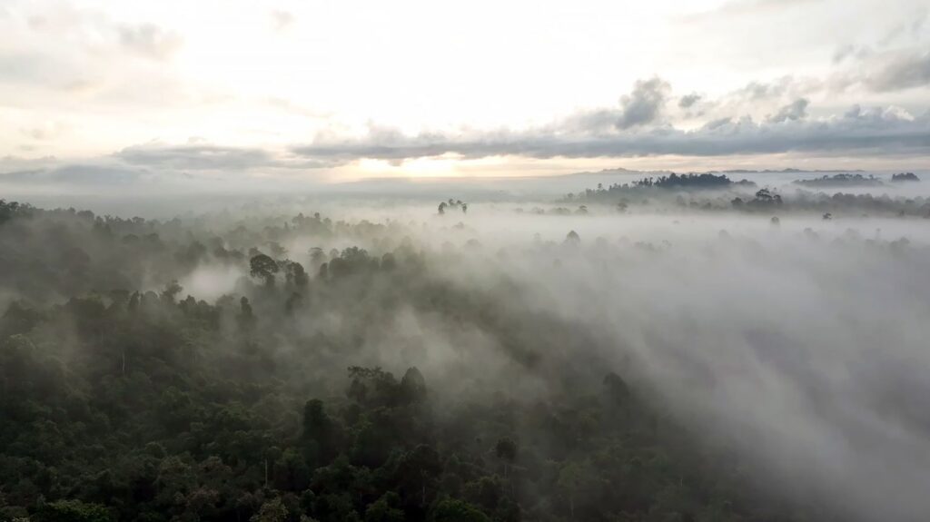 Viasat NATURE BORNEO BornoNomades