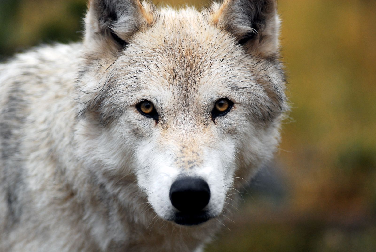 Viasat NATURE Expedition WOLF