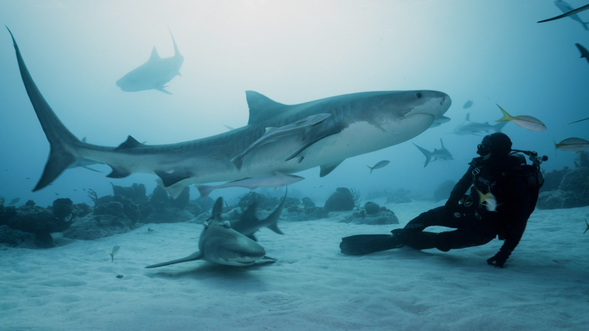 Viasat NATURE Face to Face PHOTO 20