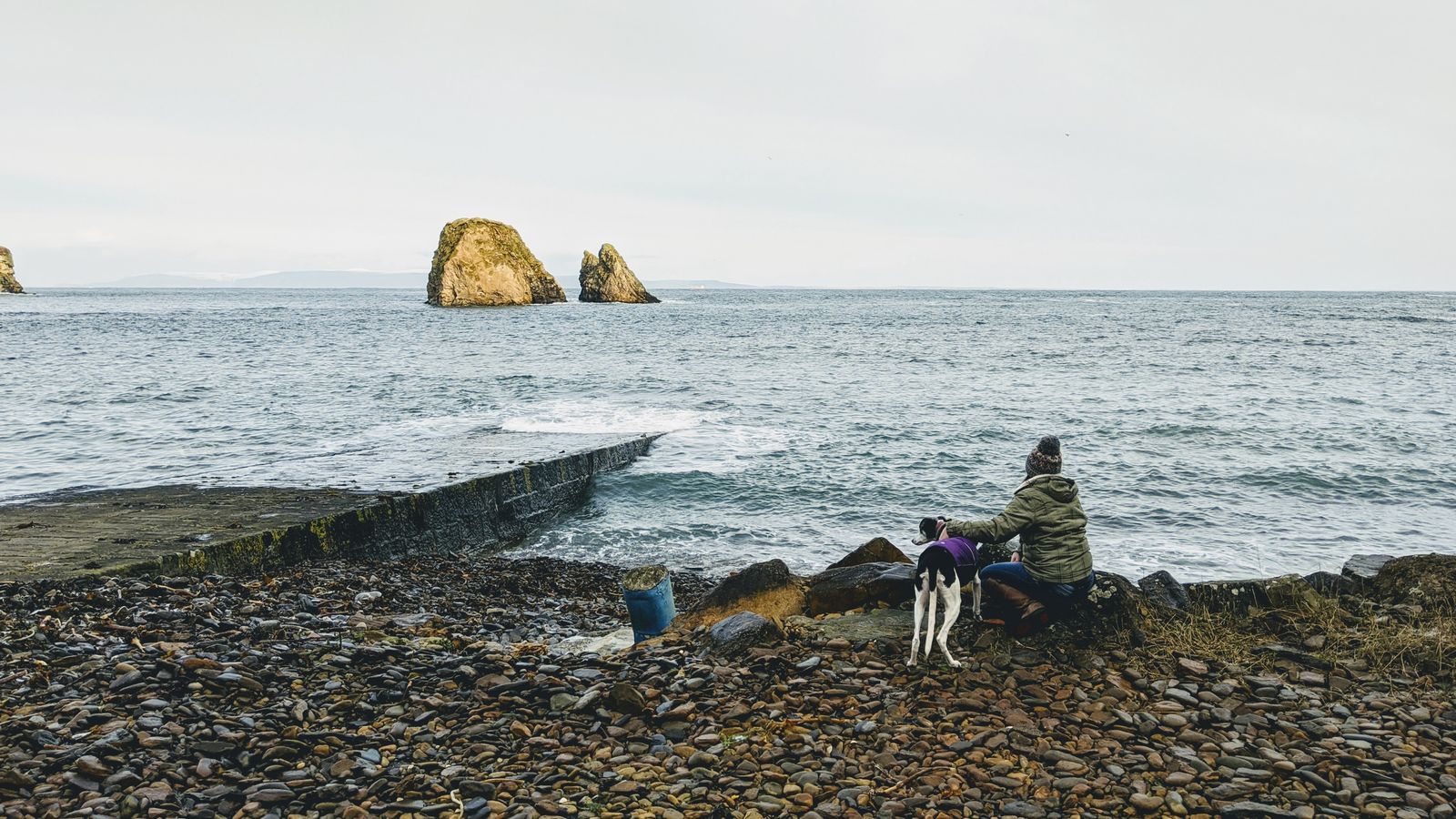 Viasat NATURE Highland Vets Shondie Daisy 2