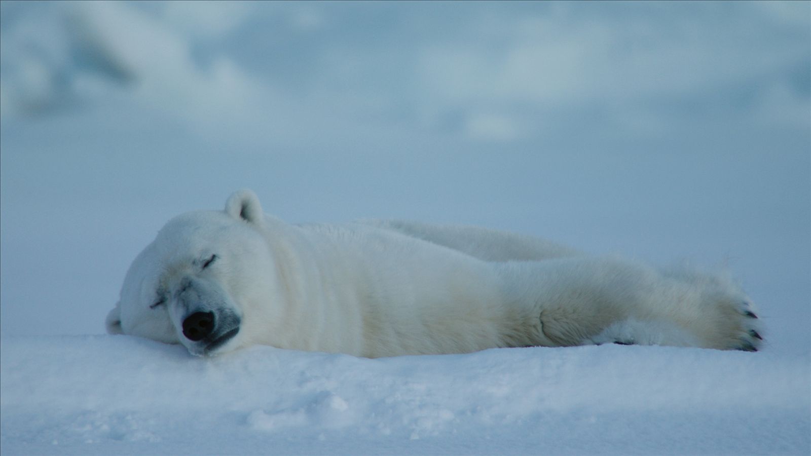 Viasat NATURE Scandinavia Ep1 05cBoas Schwarz und Steffen Sailer