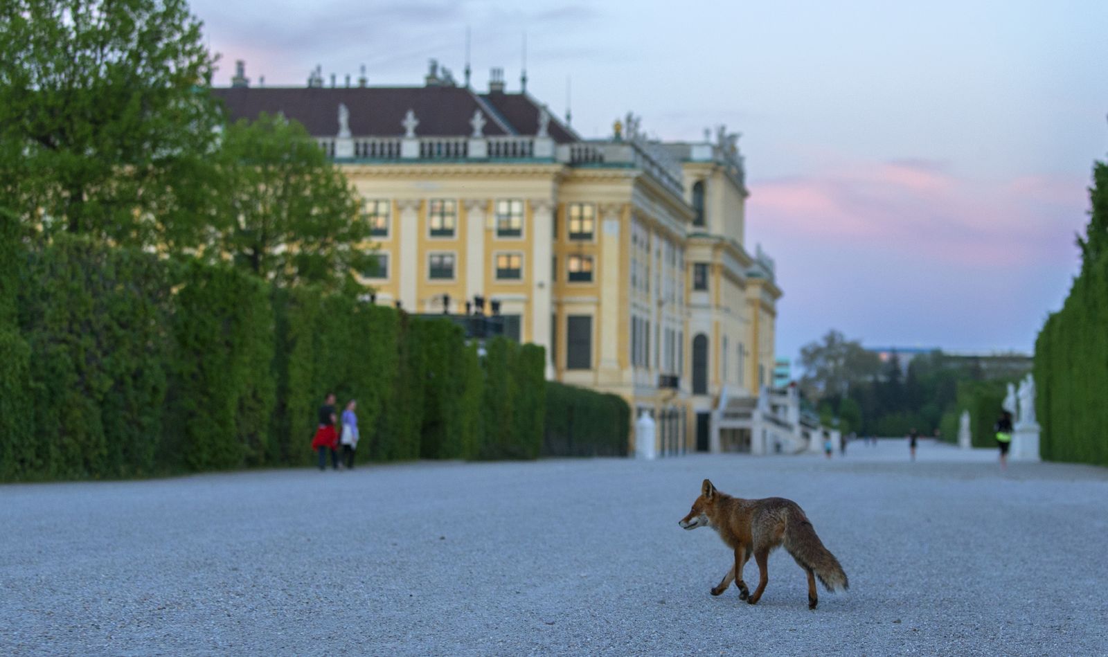 Viasat NATURE WildVienna 01