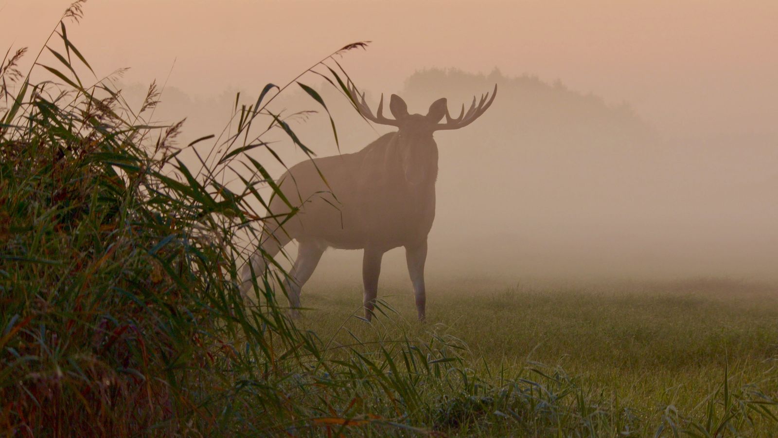 Viasat NATURE Matsalu Moose Matjus Atte Henriksson Marco Polo Film AG 2019