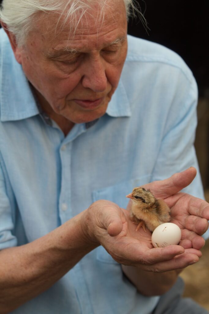 Viasat NATURE Attenboroughs Wonder of Eggs 008