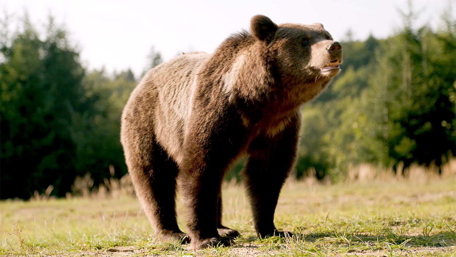 Viasat NATURE Saving Carpathia the Kingdom of the Bear copy