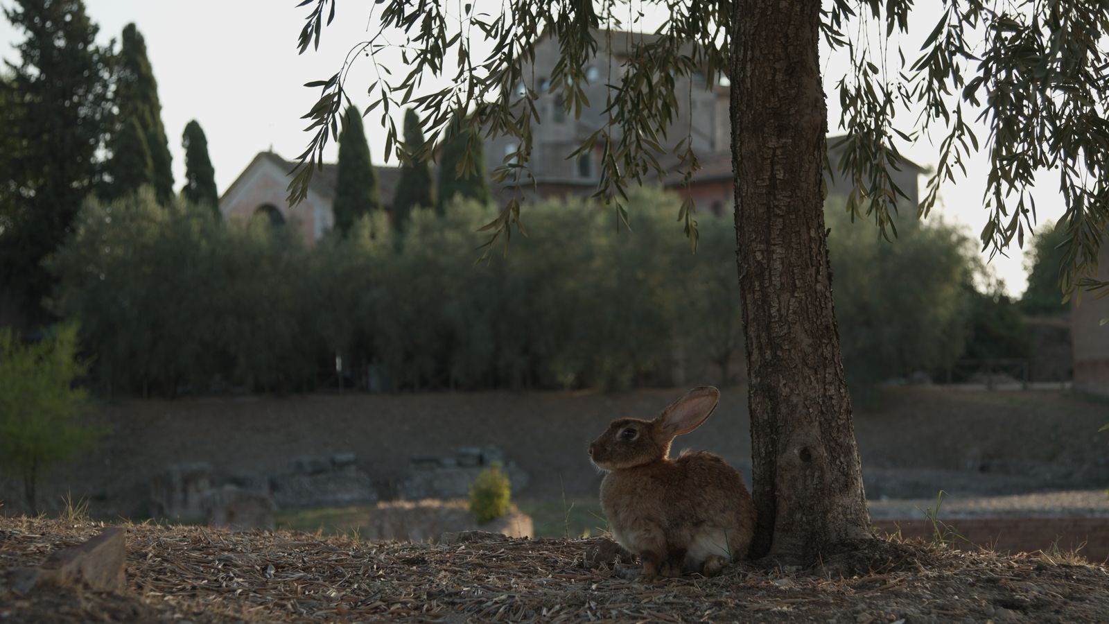 Viasat Nature The Empire of Nature