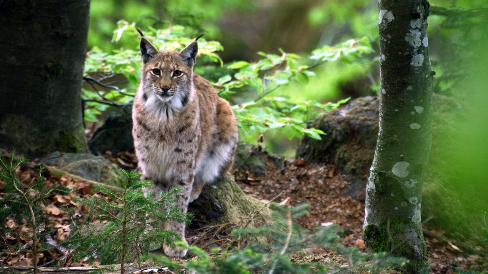 Viasat Nature Vltava Bild5