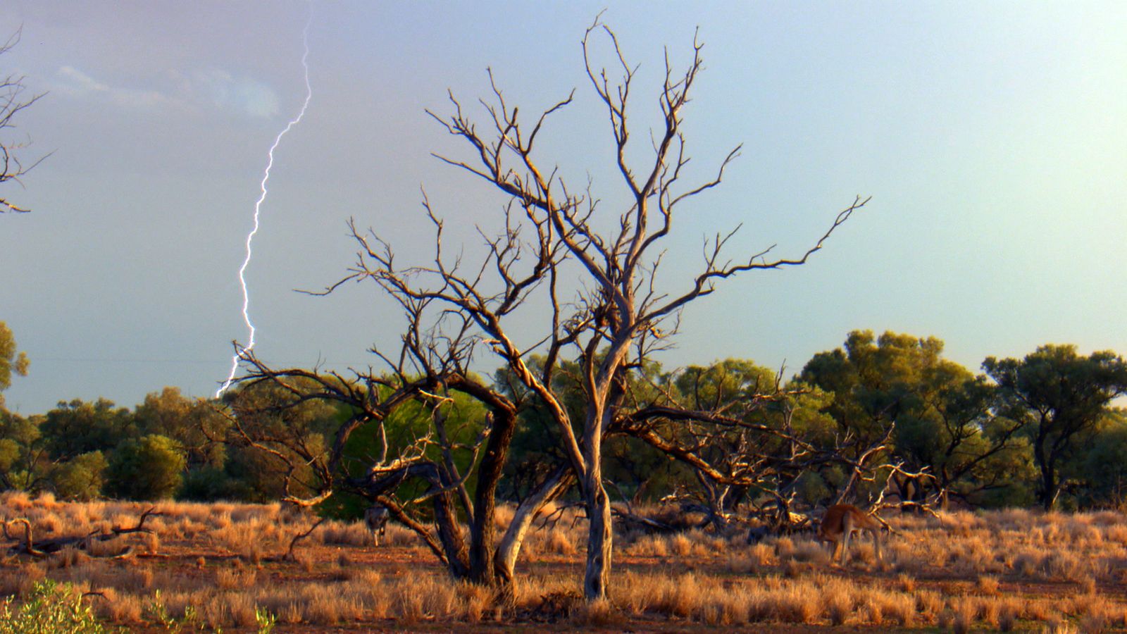 Viasat NATURE Wild Sky 101 Australia Promotional Still3