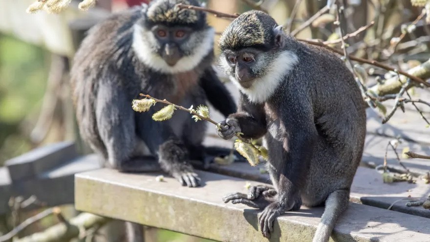 Viasat NATURE Monkey Life Guenon family Primate Planet Production 2022