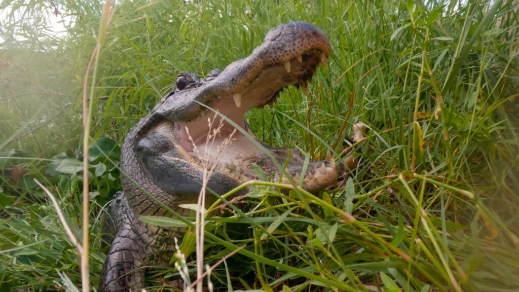 Viasat Nature Texas Gator Savers S01 E06 Still 08 1