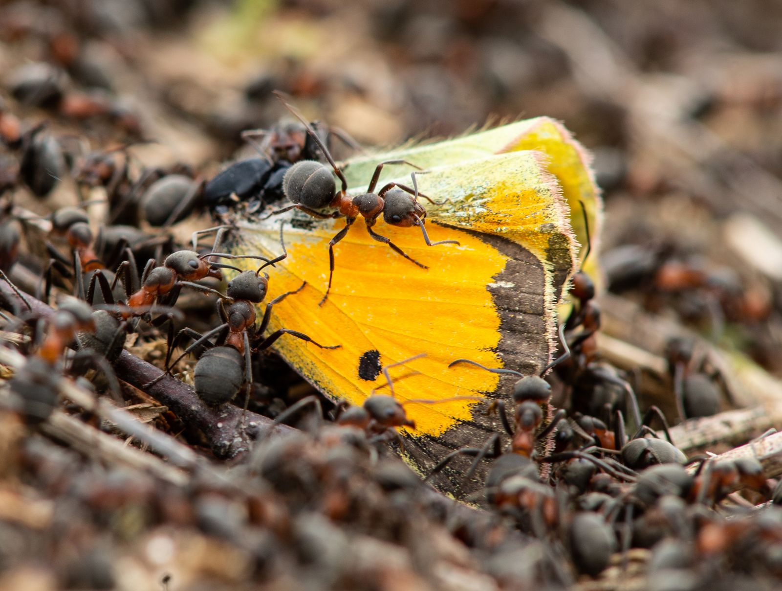 Viasat Nature Fabelhafte Insekten 2 Waldameisen tragen Schmetterling ein
