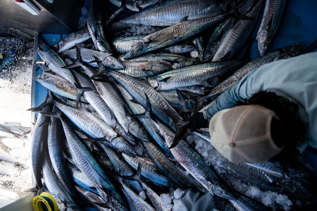 Viasat Explore Cape Carnage Killer Catch 12 04