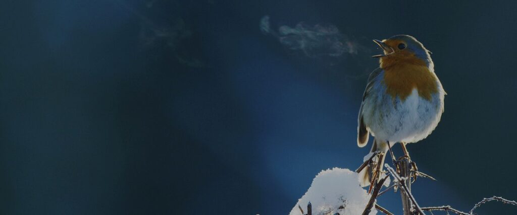 Viasat Nature Attenboroughs Wonder Of Song