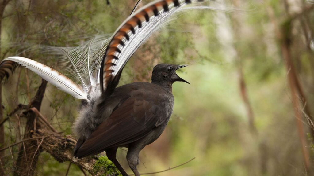 Viasat Nature Attenboroughs Wonder Of Song 01 002