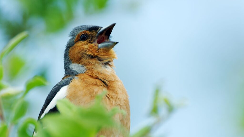 Viasat Nature Attenboroughs Wonder Of Song 01 006