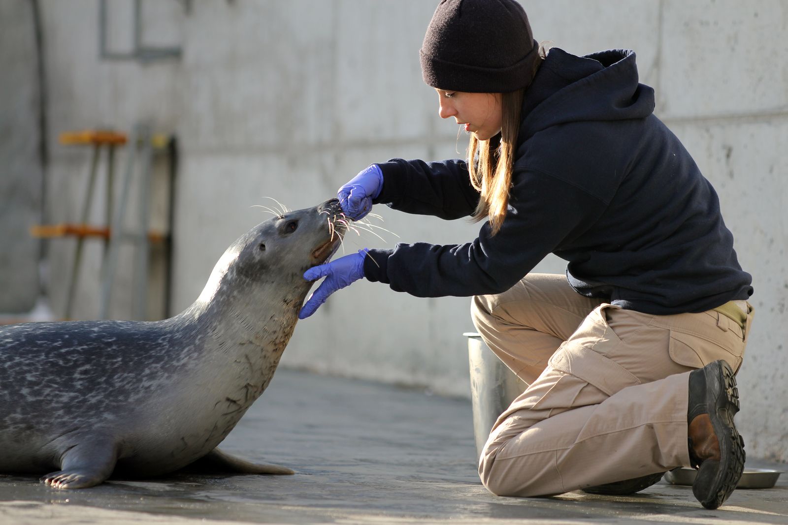 Viasat Nature Arctic Vets IMG 1629