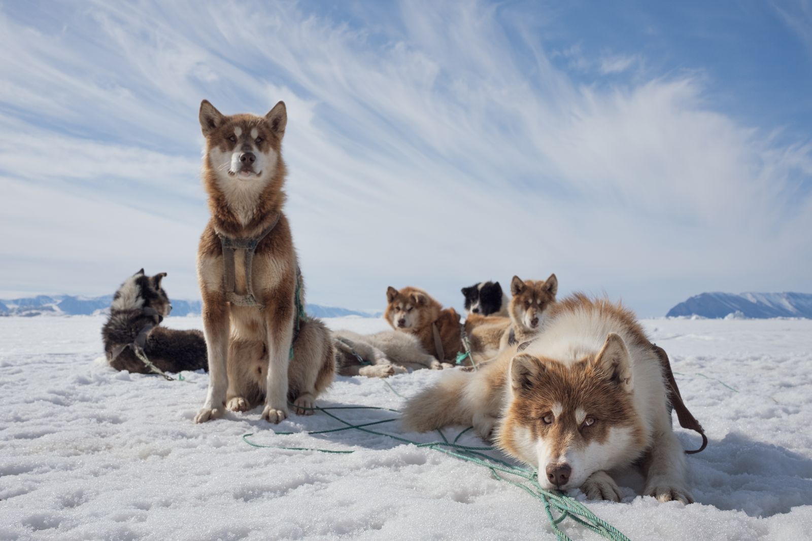 Viasat Nature Arctic Benjamin Sadd GS Greenland 2990 1