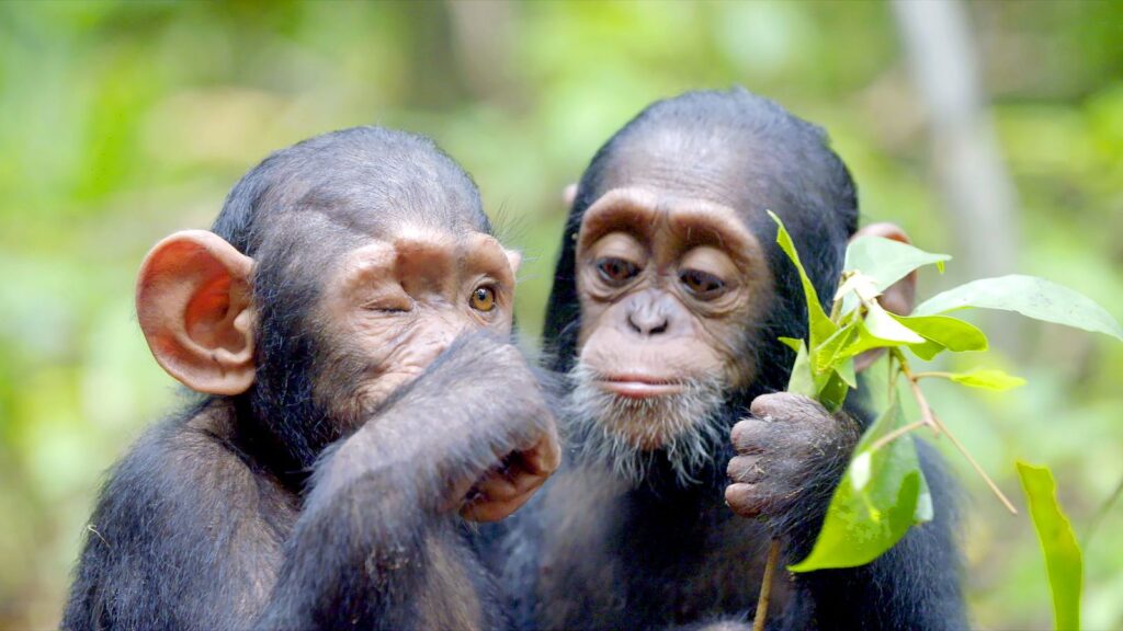 Viasat Nature RESCUED CHIMPANZEES OF THE CONGO SEASON 2 EP1 1