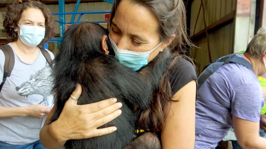 Viasat Nature RESCUED CHIMPANZEES OF THE CONGO SEASON 2 EP6 5