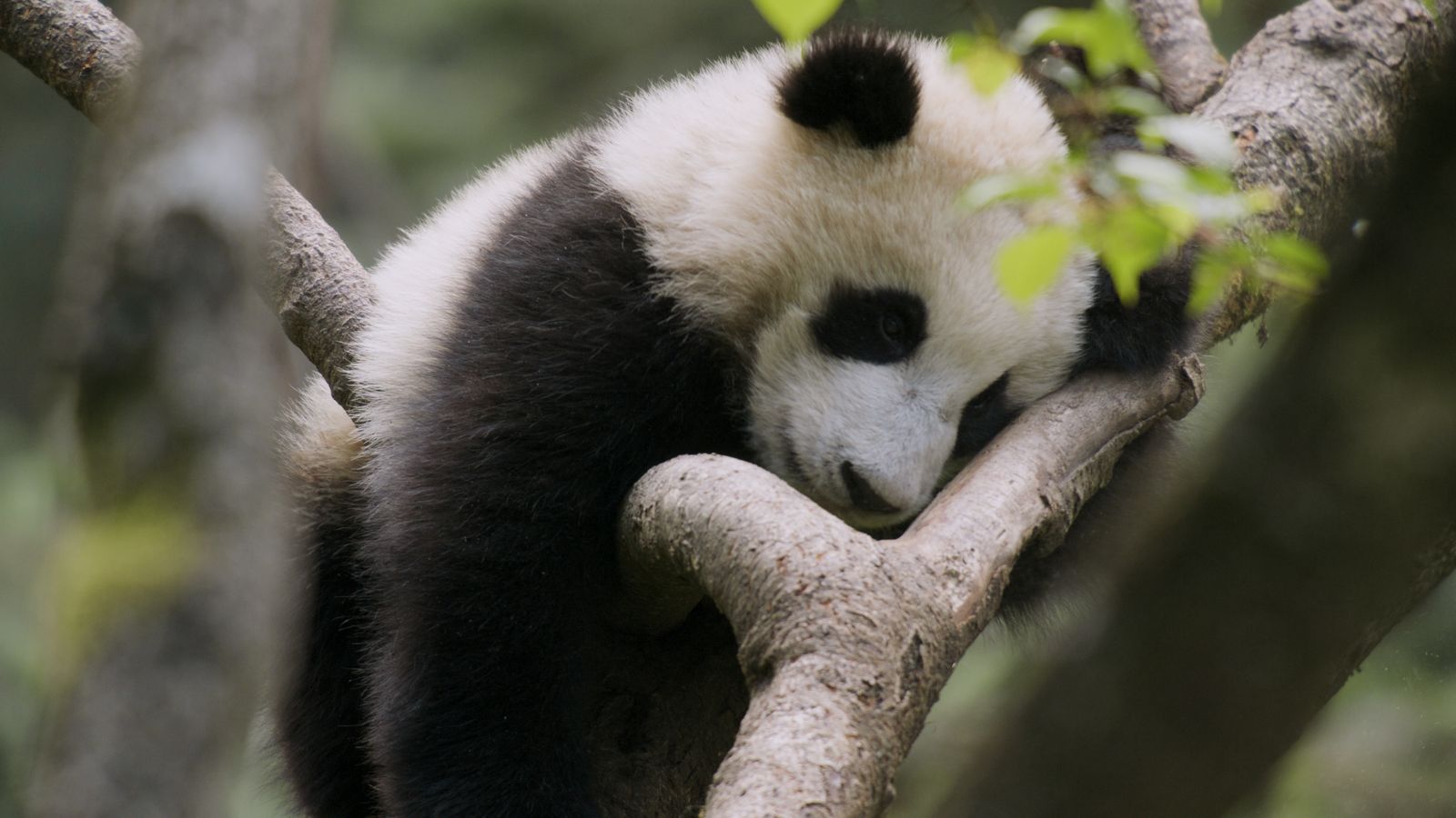 Viasat Nature Chinas Wild Secrets Panda cub on branch
