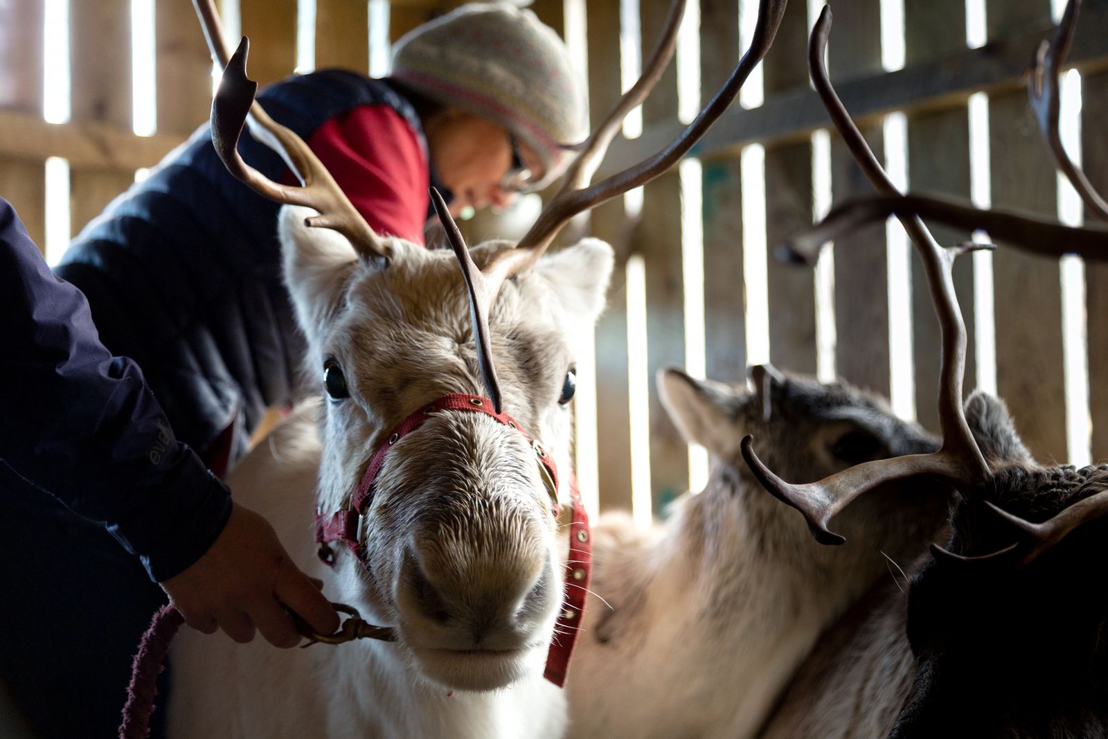 Viasat Nature A Baby Reindeers First Christmas 3