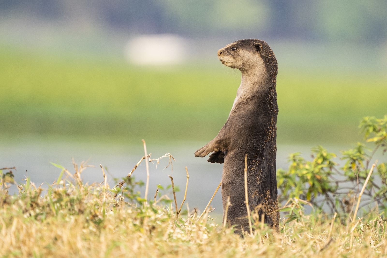 Viasat Nature Otter Diary Ep1 Otter16 © Oxford Scientific Films Aranya Parva Creations