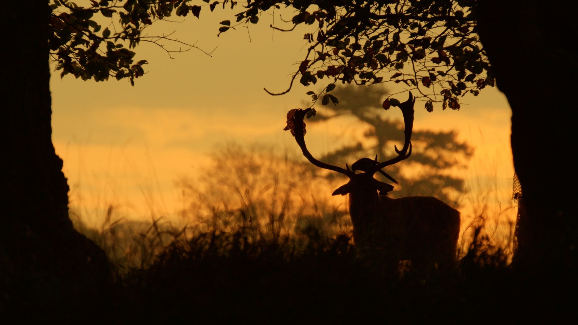 VIASAT NATURE Wild Irish Year