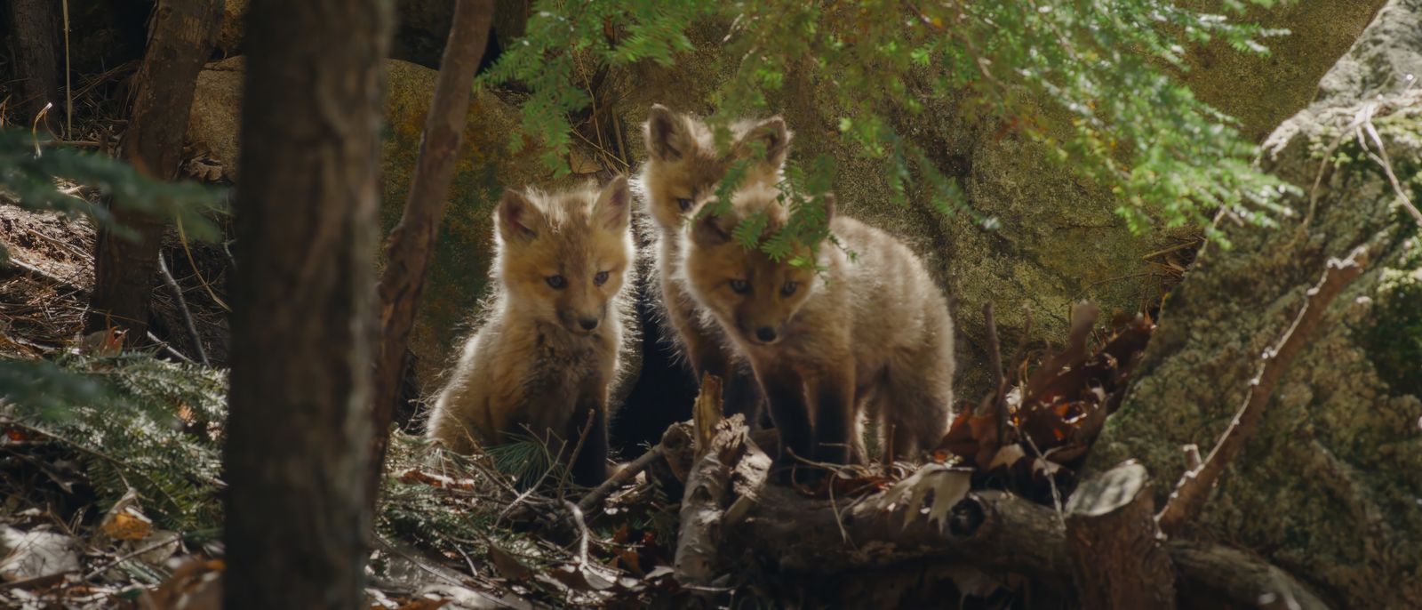 Viasat NATURE NEWW PROMO 02 03