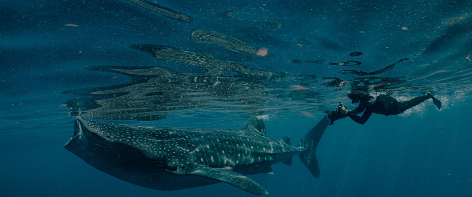 Viasat Nature Deep Dive North America