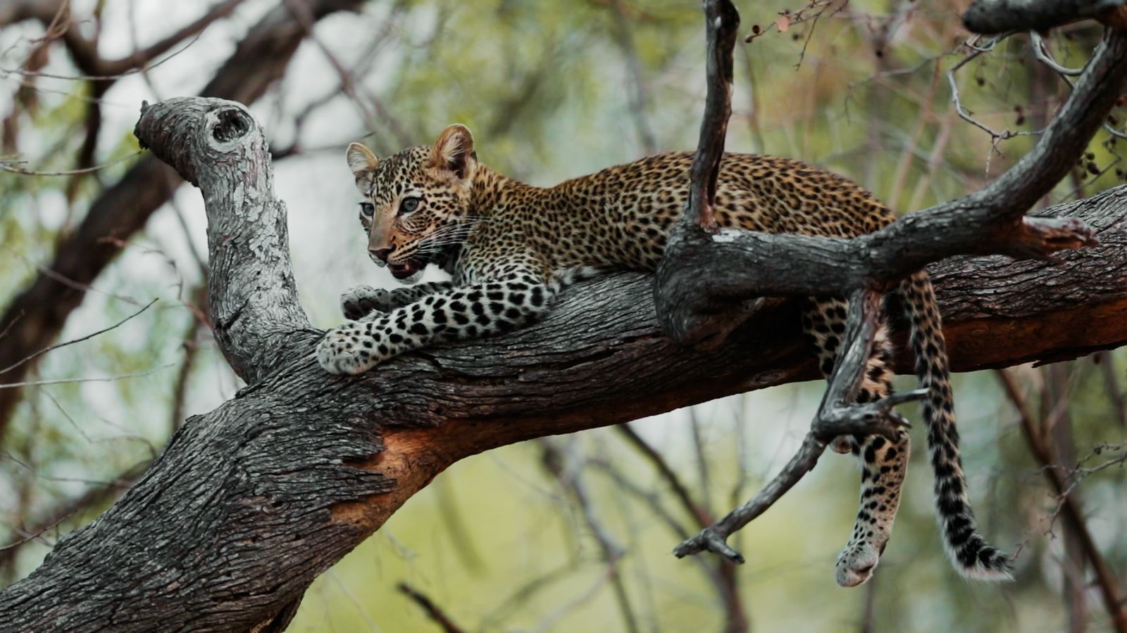 VIASAT NATURE WildGame 4Players Leopardo v5 COLOR.00 43 02 10.Still019