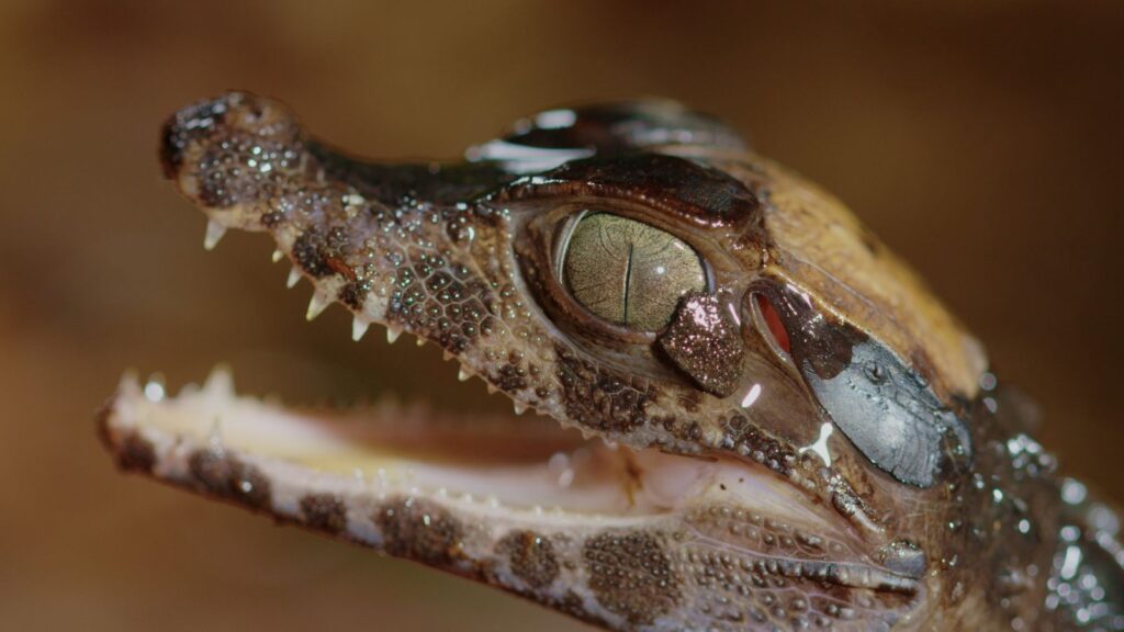 Viasat Nature Extreme World HUMEDAD.EXTREMA.20 1