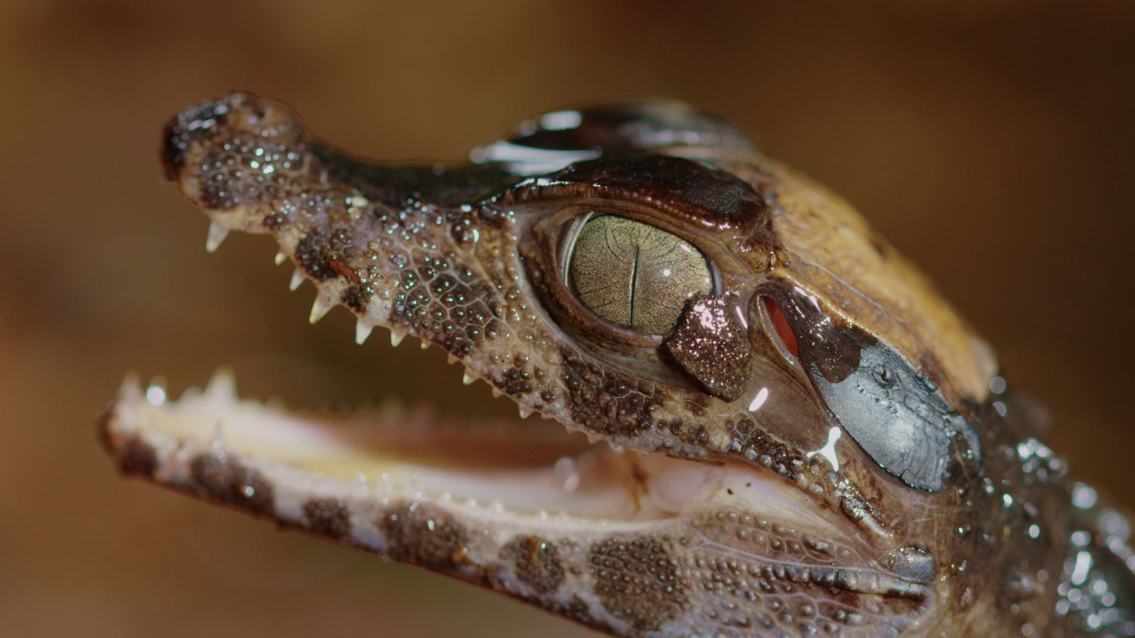 Viasat Nature Extreme World HUMEDAD.EXTREMA.20