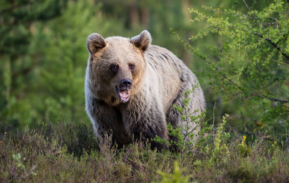 Viasat Nature Wild Slovakia with Nigel Marven Brown Bear3