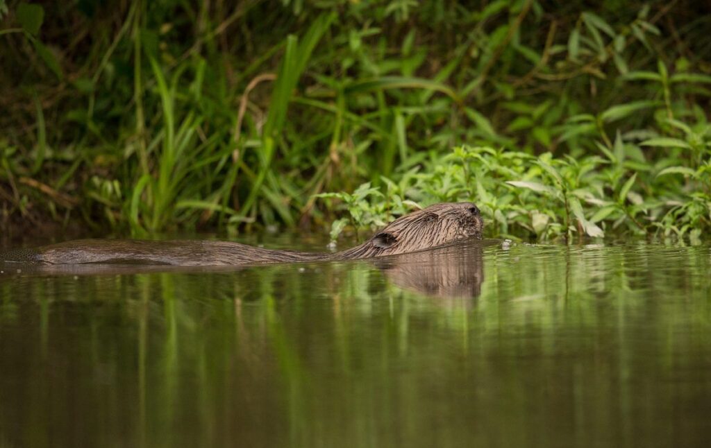 Viasat Nature Wild Slovakia with Nigel Marven European Beaver01