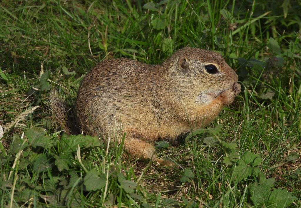 Viasat Nature Wild Slovakia with Nigel Marven Suslik