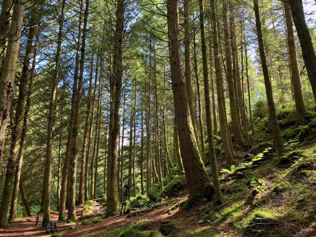 Viasat Nature Inside the ForestKielder 9