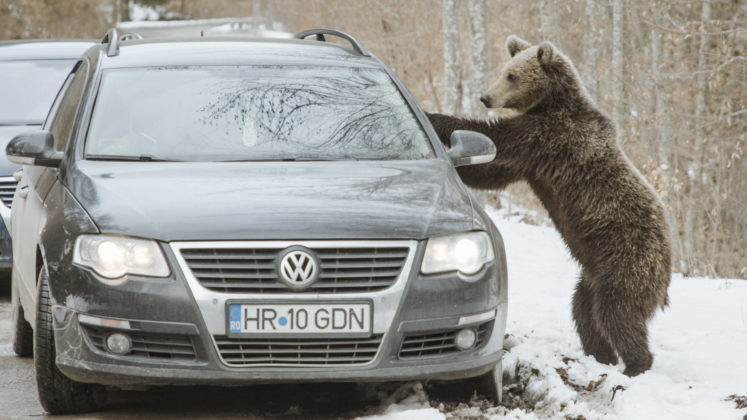 EPST BaerenalarmInTranssilvanien 15 Boas Schwarz 747x420 1