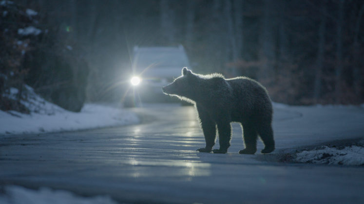 EPST BaerenalarmInTranssilvanien 5 Henry Mix 747x420 1