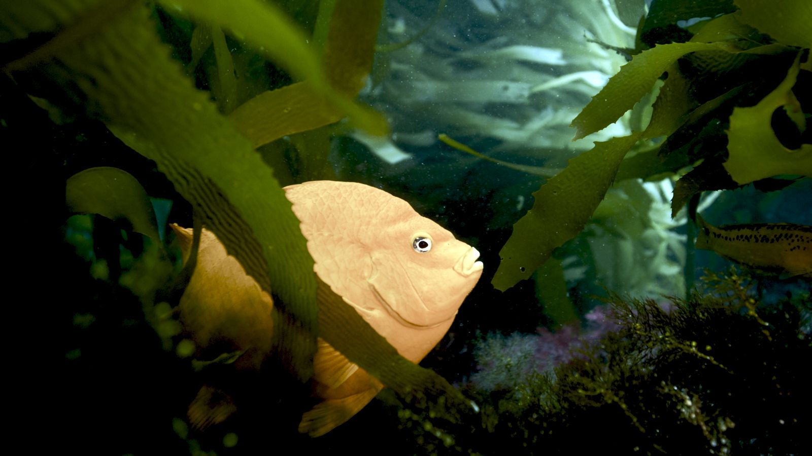 Viasat Nature Deep Dive North America Ep02 Still 13 copy