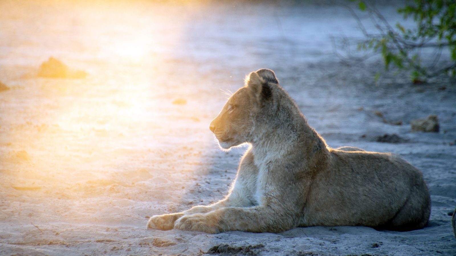 Viasat Nature Pride Rules Ep04 014