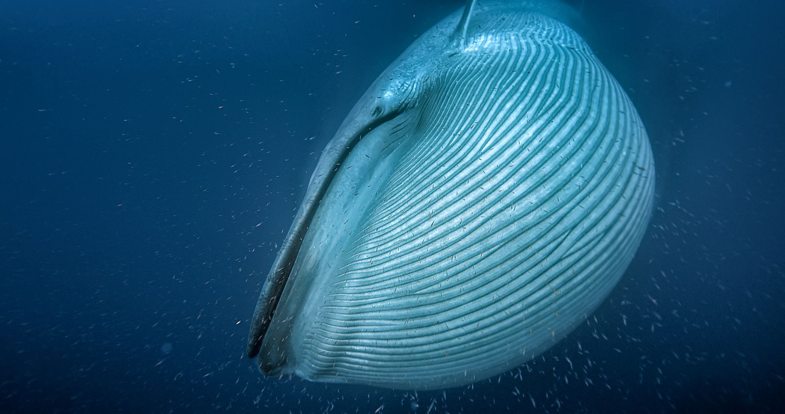 Viasat Nature Blue whale Blue Whales Return of the Giants