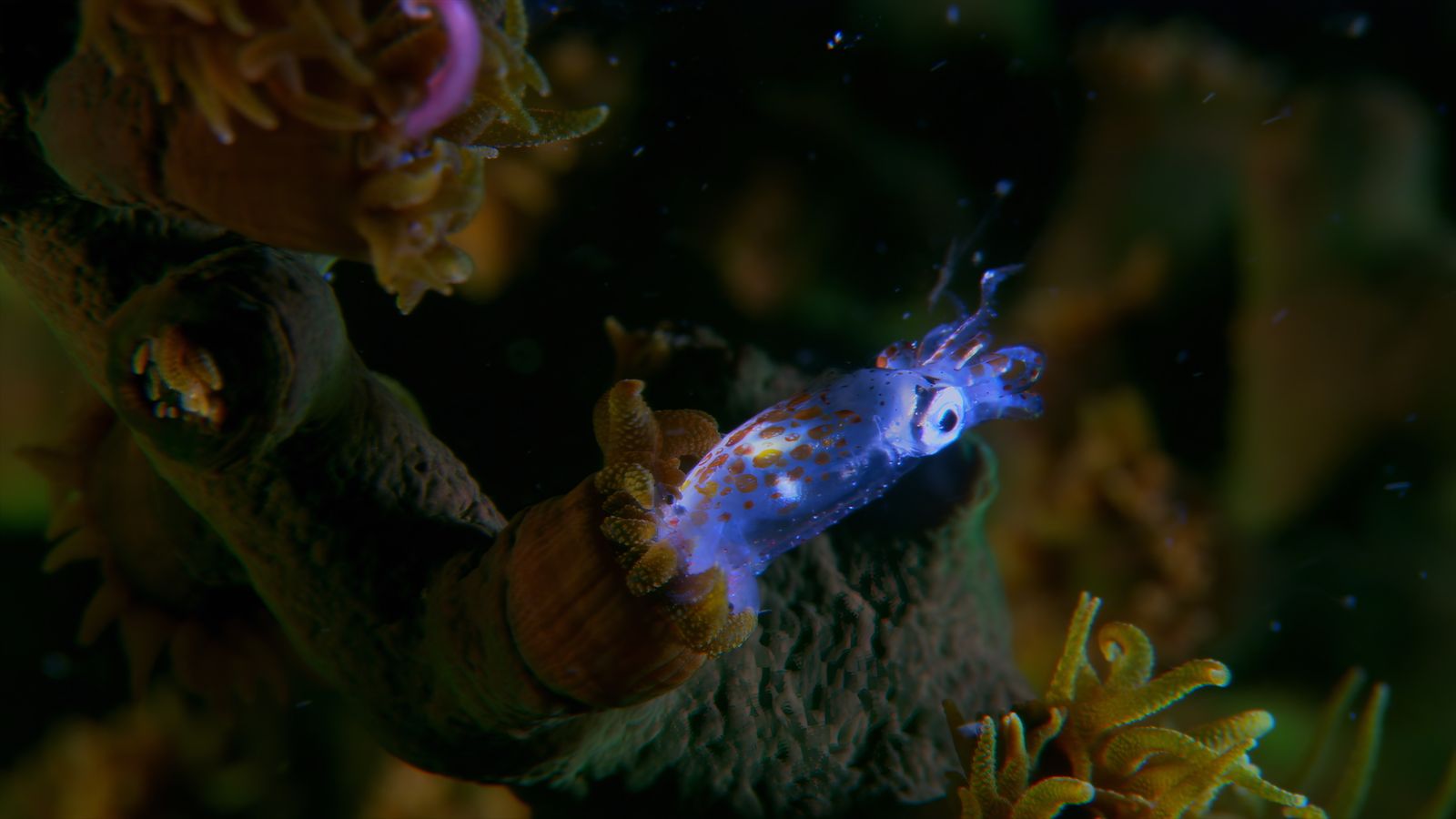 Viasat Nature Coral City 102 Still003