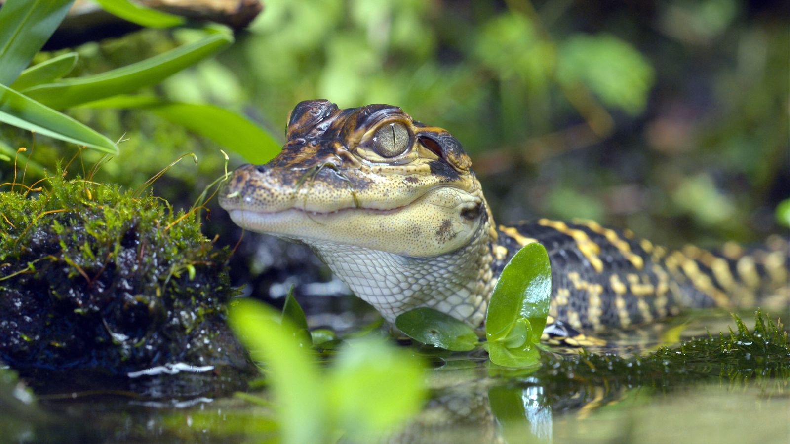 Viasat Nature Secrets of the Enchanted Waters EP105 Swamps Still014
