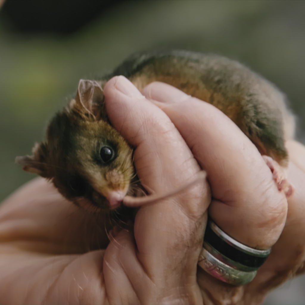 Pressefoto Heiszeit PflanzenTiere 718 19731 Pygmy Possums 29