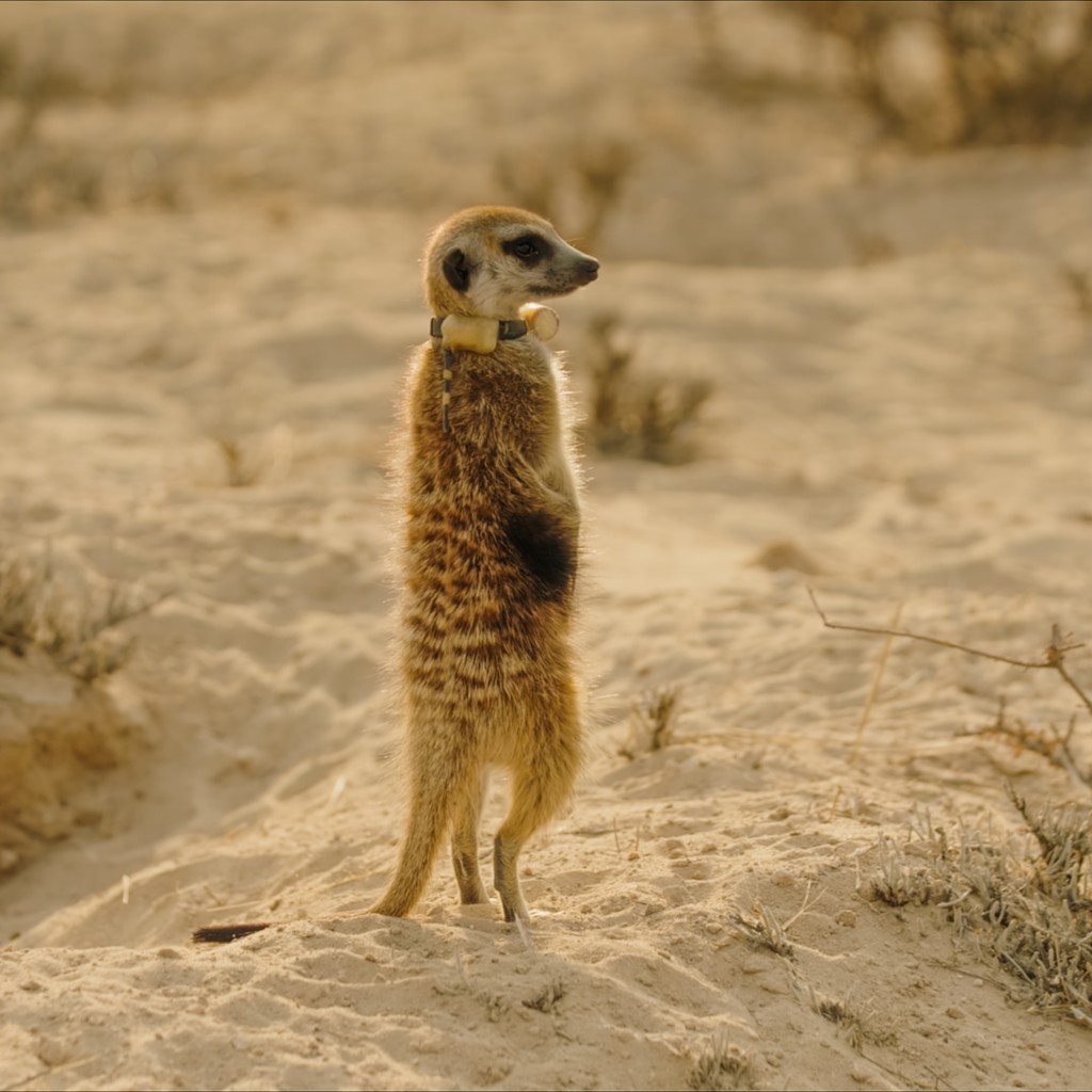 Pressefoto Heiszeit PflanzenTiere 718 19731 Erdmannchen Kalahari 34