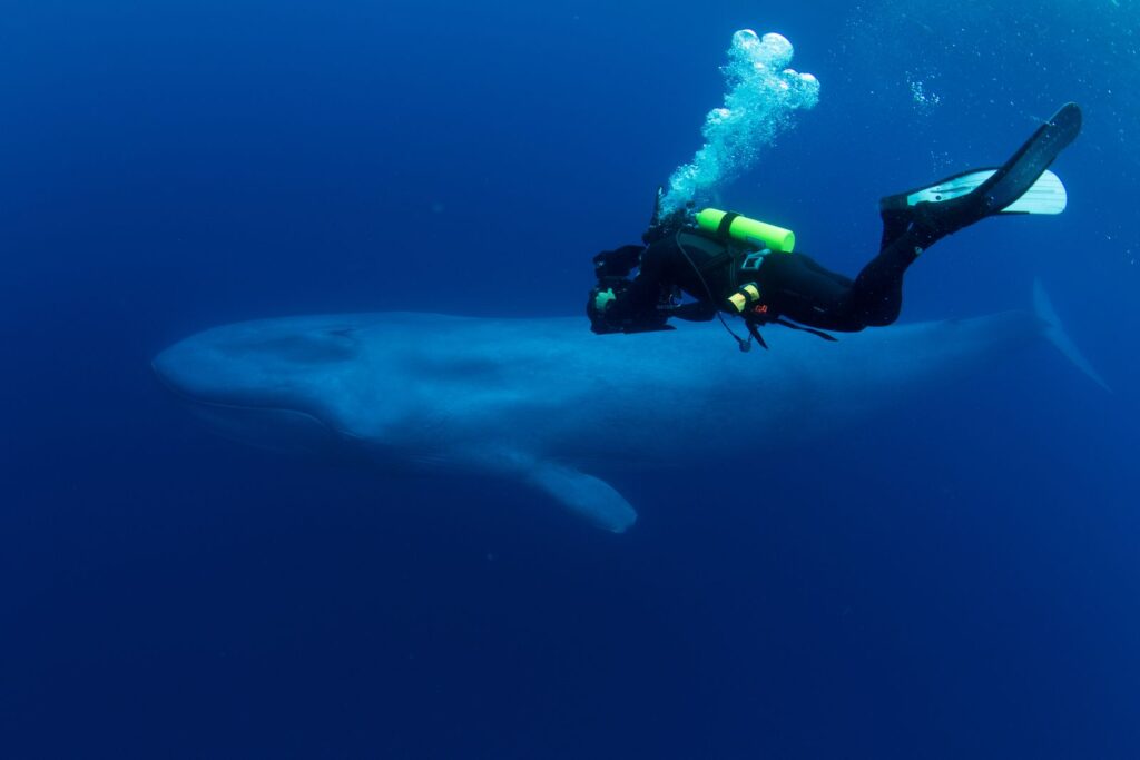 Viasat Nature Blue Whales Return of the Giants Blue whale and diver